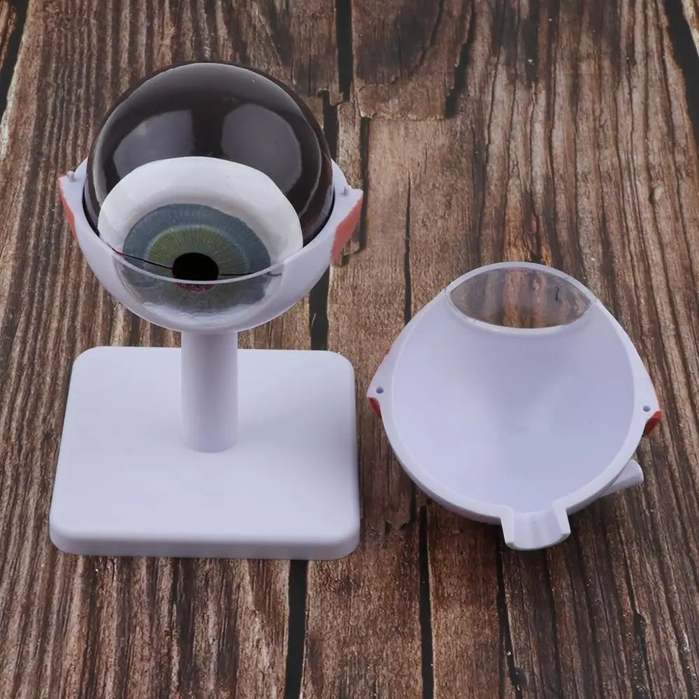 Модель анатомии глаз увеличенная 6 частей 3 раза|anatomy model|model structuresmodel anatomy |