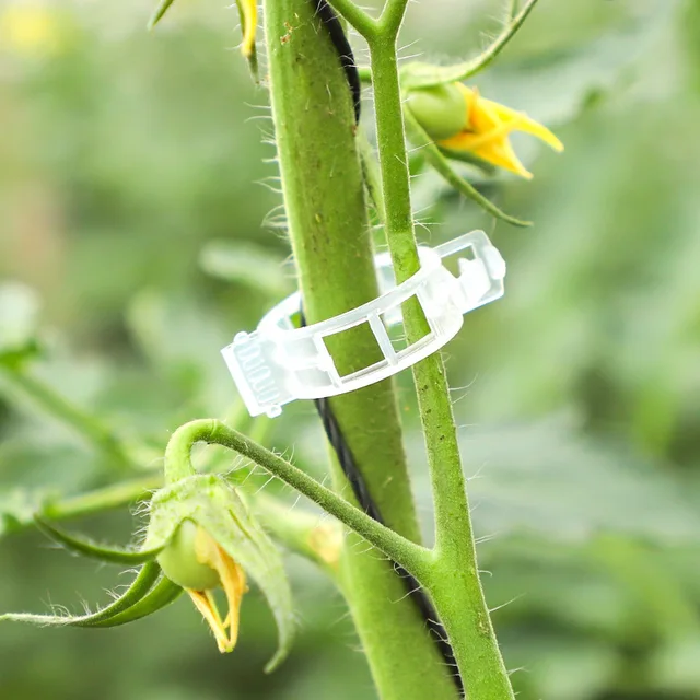 50/100 Darabos Műanyag Növényi Klipek Támogatók Összekapcsolják Az Újrahasznosítható Védelem Oltó Rögzítő Szerszám Kertészeti Készleteket A Zöldség Paradicsomhoz - Image 3