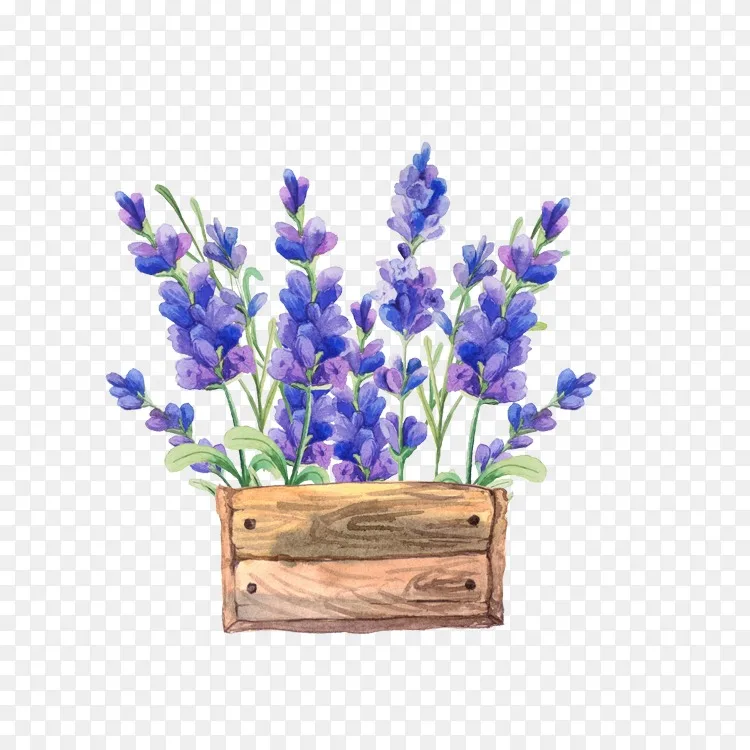纸水彩画薰衣草 水彩画花png图片素材免费下载 图片编号2712 Png素材网