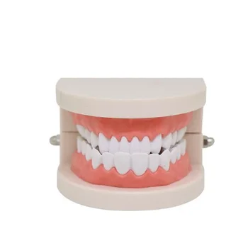 

Dental Teeth Model Teaching Model Adult Standard 1:1Proportion Oral Care Teeth Model For Oral Education