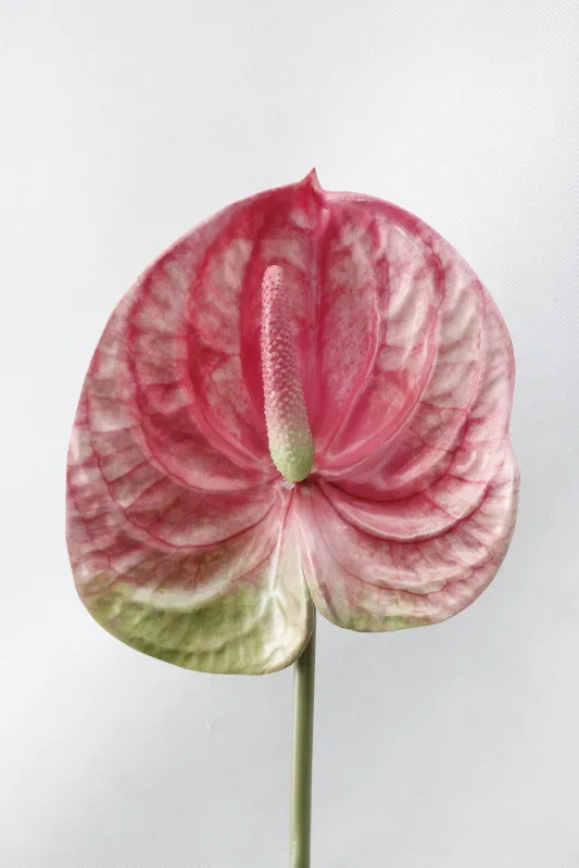 3D Printing Anthurium branch Artificial flowers for Home wedding table decoration Plastic fake plants fleur artificielle - Цвет: Dark Pink