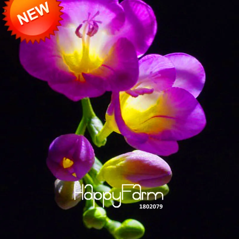 Бонсай Freesias великолепный сад красочные ароматные Цветочные растения Орхидея Флорес идеальные Цветочные Планты 100 Плант/упаковка
