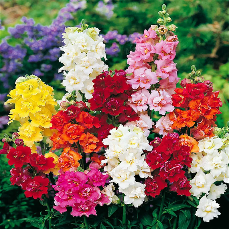 

200 Pcs Heirloom Snapdragon Flower Bonsai Outdoor & Indoor Charming Antirrhinum Majus Potted Flore Seedsplanta For Garden Decor