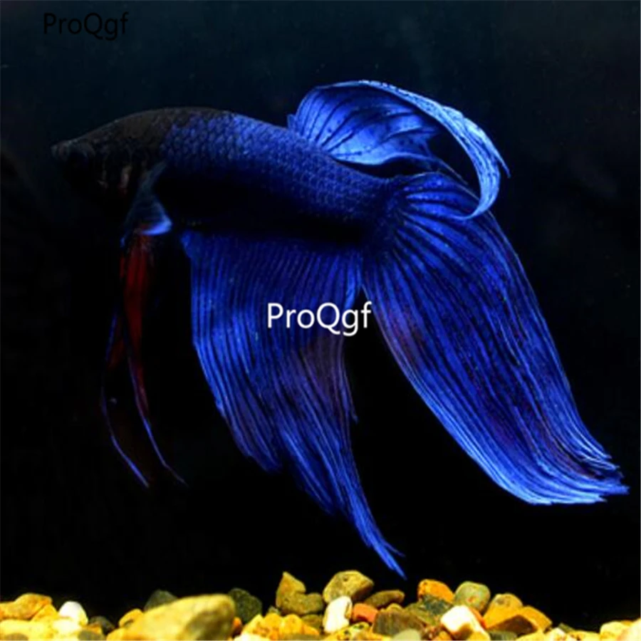 Ngryise 1 шт. набор Таиланд fighting fishh