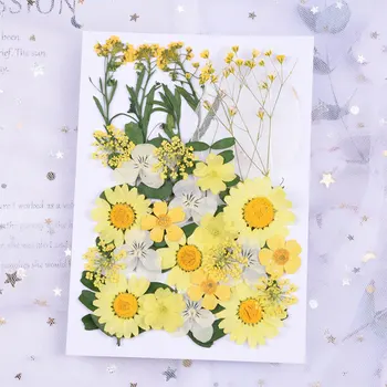 

New Dry Flower Material Natural Dried Daisy DIY Decorative For DIY Scrapbooking Jewelry Handmade Crafts Plant Specimen Yellow