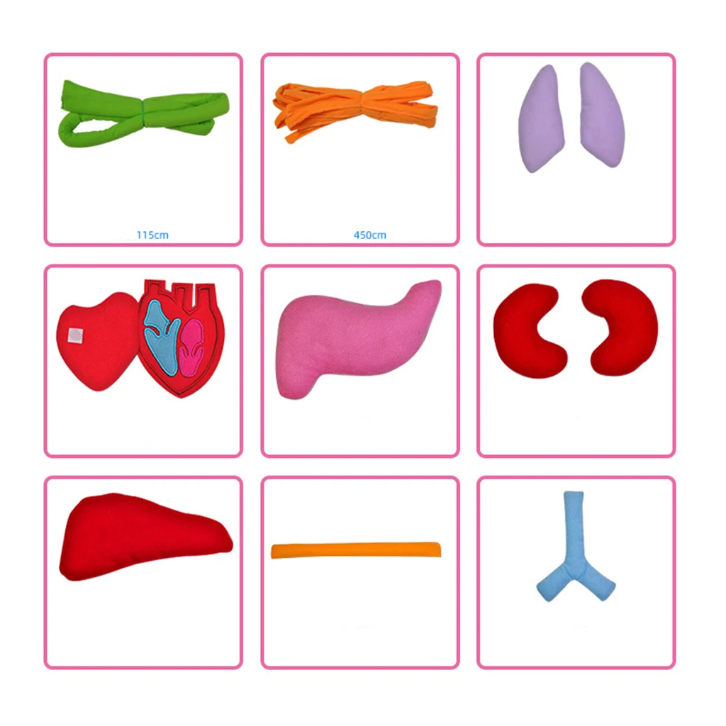 Kids Educational Body Apron Toy Children  Human Organs Awareness Toys Transparent Apron Science Learning Toys 