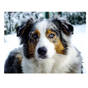 

5D Diy Diamond Embroidery Australian Shepherd Dog Diamond mosaic animal pet dog Cross Stitch full square diamond painting TY595