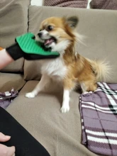 Combs Hair-Gloves Cats-Brush-Comb Cleaning-Supplies Dogs Silicone PROSTORMER Bath Deshedding