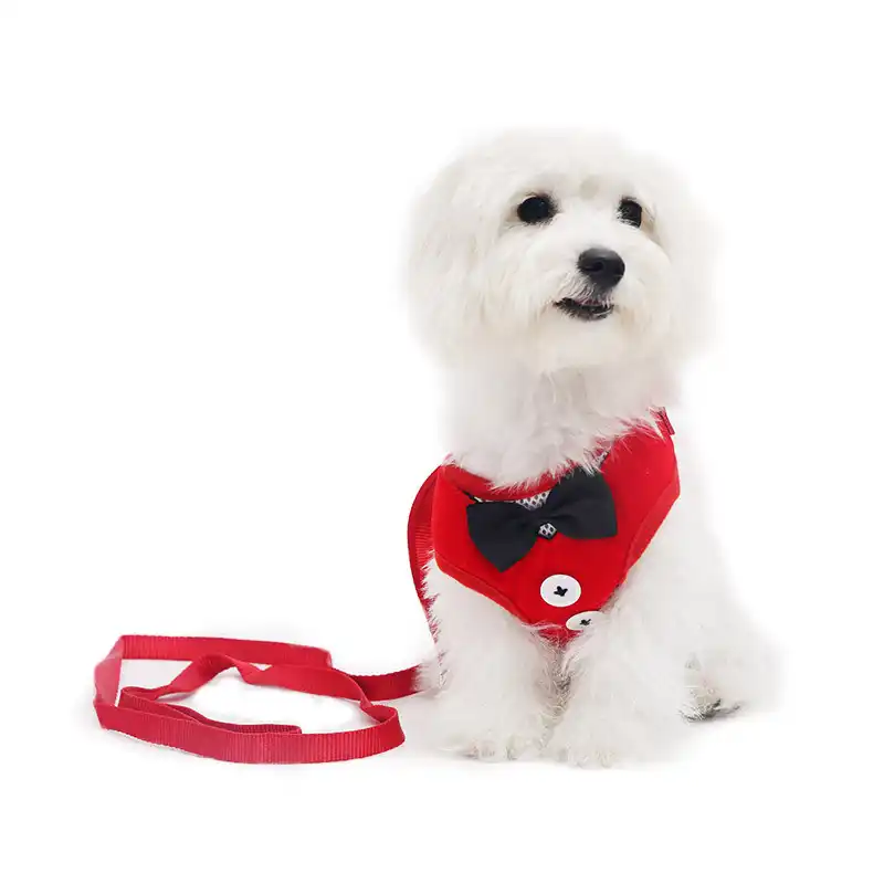 chain for puppy