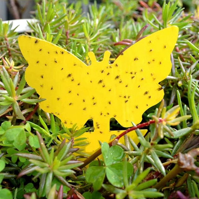 Flie Csapda Hibák Ragadós Fedélzeti Otthoni Kert Kettős Oldalú, Repülő Növényi Rovar Fogó Kertészeti Szerszámok Virág Alakú Fogás - Image 4