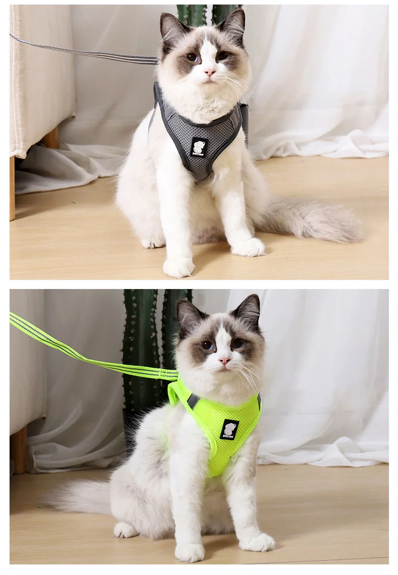 pet harness