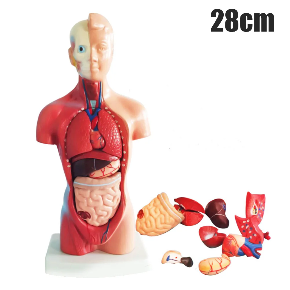 1Set 4D Anatomical Assembly Model Of Human Organs Home Room DIY Decoration Accessories Ornament Small Size Model Dropshipping