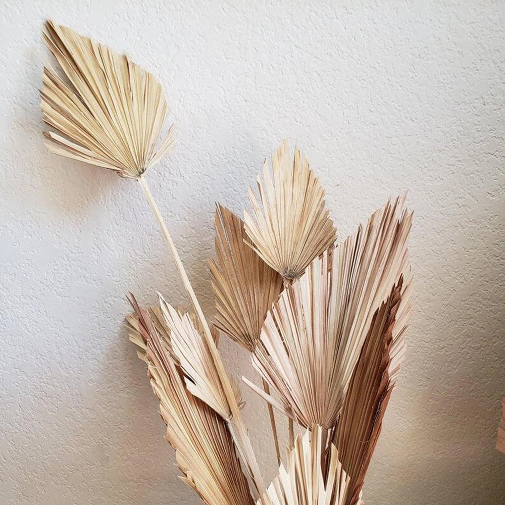 Rumah Kering Alami Palm Leaf Fan Diy Palm Fan Daun Kering Tanaman