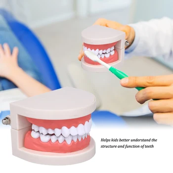 

Standard Tooth Teaching Giant Dental Dentist Teeth Model Child Kidtraining Model Disease Teeth Dental Educational Model