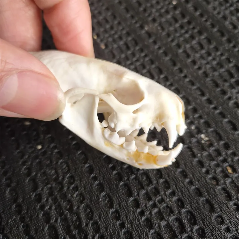 5pcs Real mink skulls skull gifts skulls &002 fine animal specimens 