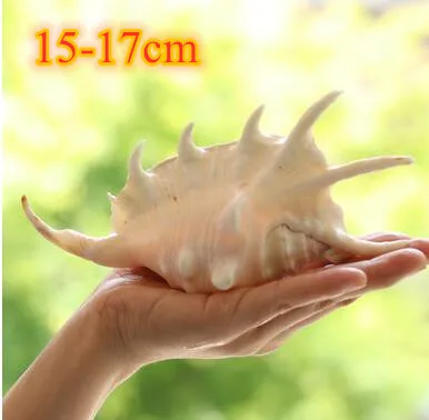 Large natural sea shells beach shell specimen for fish tank fishing net schelp nautical home decor Wedding Party Decor Crafts - Цвет: D