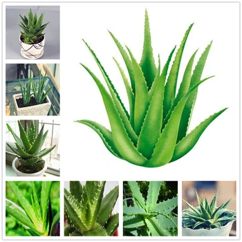 

Aloe Plant Bath Salts Fresh Aloe Aromatic Essence 120Pcs
