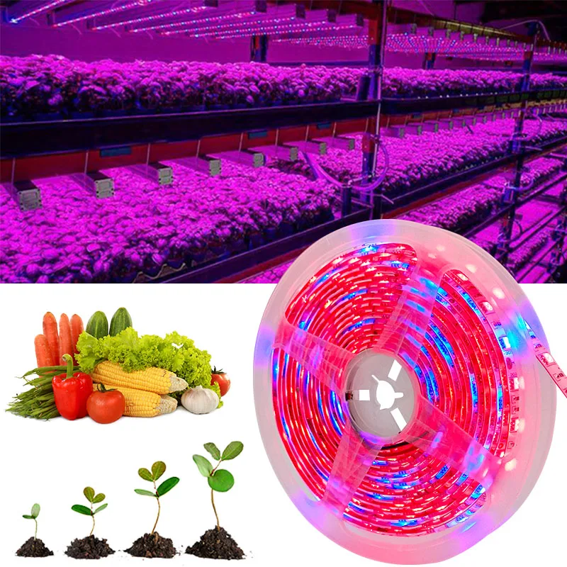 5m 10m 15m led cresce a luz espectro completo crescente tira de luz smd dc12v led fita phyto para sementes plantas flores