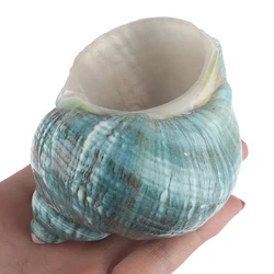 Natural Shell Sea Conch Snail Fish Tank Aquarium Decorations Roll Shellfish Breeding Shell Micro-landscape Succulent Flower Pot Natural Shell Sea Conch Snail Fish Tank Aquarium Decorations Roll Shellfish Breeding Shell Micro-landscape Succulent Flower Pot
