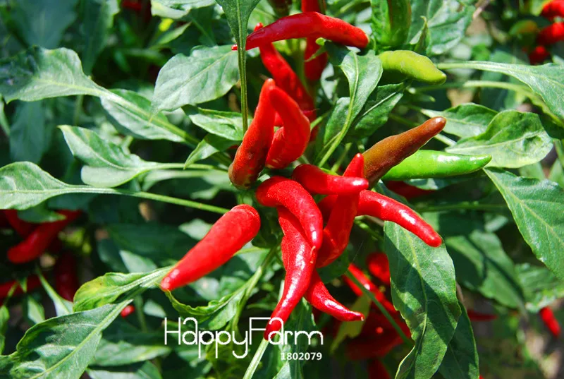 Promotion!Red Pepper Potted Garden Courtyard With a Non-transgenic Plant Organic Vegetables Pepper Bonsai 100 Pcs/Bag,#SBDHOV