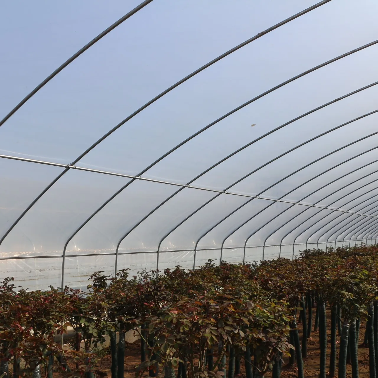 8M*30M Complete Set of Agricultural Plastic Greenhouse