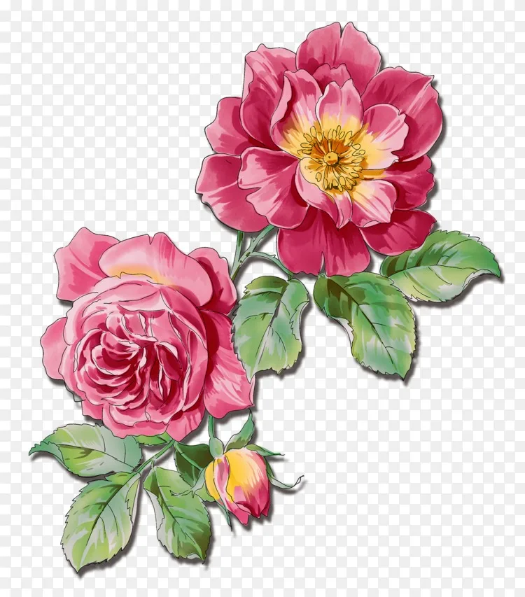 玫瑰花水彩画 花png图片素材免费下载 图片编号 Png素材网