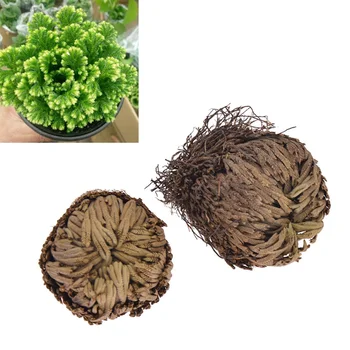

Multi-size Magic Resurrection Plant Rose For Home Decorative Wild Plant Air Fern Selaginella Moss Dried Flowers
