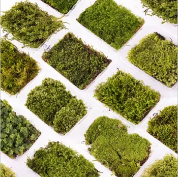 

Moss and Bryophyte Used In Micro Landscape Potted Landscape Decoration Simulation Platform Moss Pavement Decoration