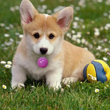 

LED Safety Pet Dog Cat Collar Glowing Keychain Mini Night Light Pendant Necklace Pet Luminous Bright Glowing Collar in Dark lamp