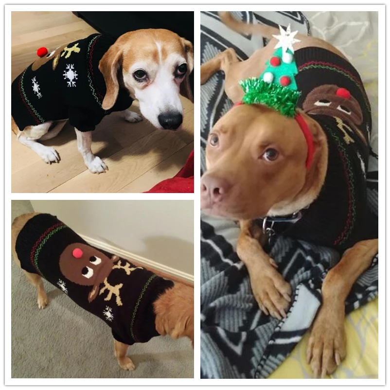 Köpek kazağı