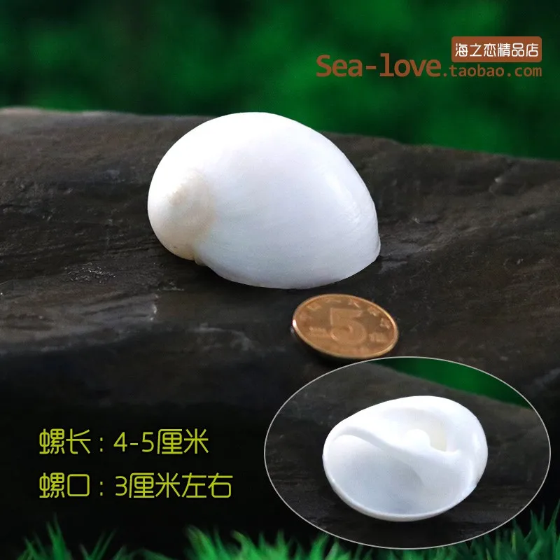Spiral Shell Fish Tank Shellfish Hermit Crabs Tank Decoration Natural Shell Conch Decoration Crafts Micro-landscape Specimens - Цвет: Светло-зеленый