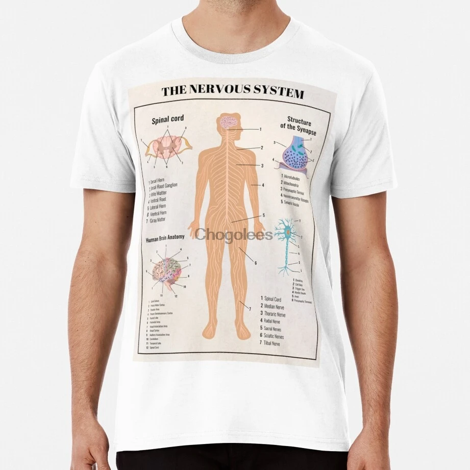 Забавная футболка с рисунком мозга анатомии брокколи весна-осень |