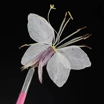 

60pcs Pressed Dried Butterfly Flower Plant Herbarium For Jewelry Photo Frame Phone Case Bookmark Making DIY