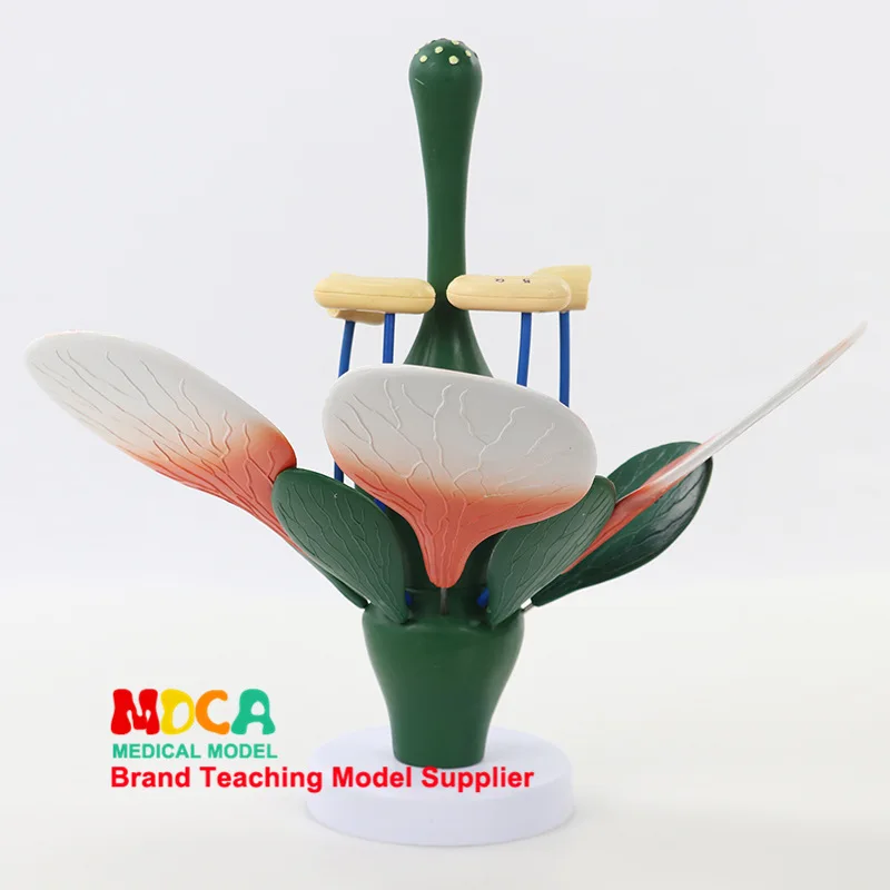 Peach Blossom Typical Dicotyledonous Flower Structure Green Plant Stamen Biological Tests Show Medicine Teaching Mzwxb002