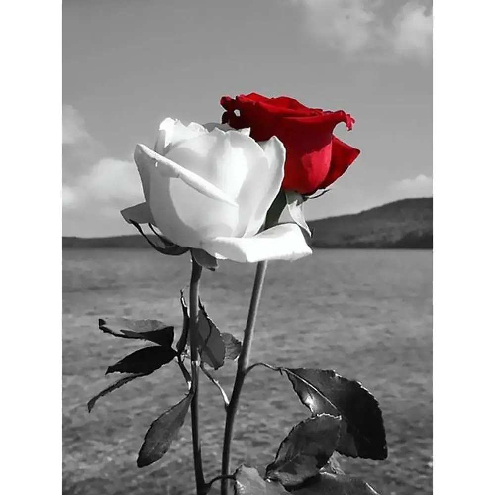Кирмизи гуллар. Две розы. Розы красные и белые. Одинокие цветы. Одинокий цветок.
