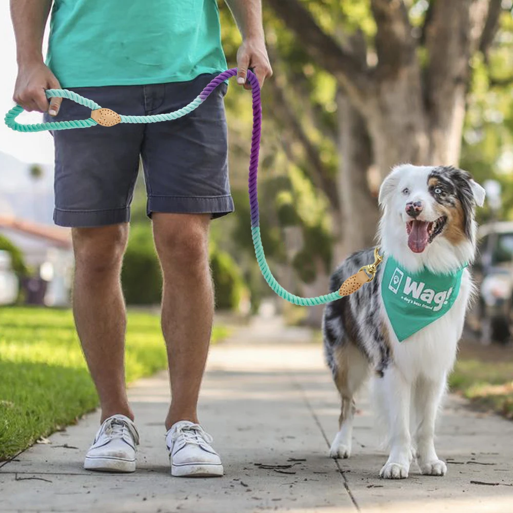 pesadas, cachorro, caminhadas, caminhadas, cães pequenos, médios e grandes