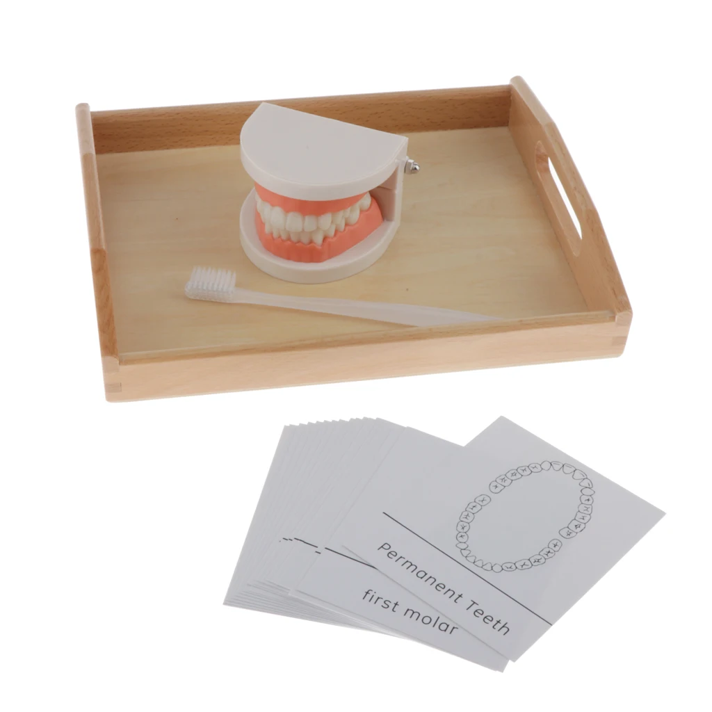 Human Mouth Teeth Model School Teaching Tools Magnification Kid Study Teeth Tongue Model Kit Mouth Caring Tool 