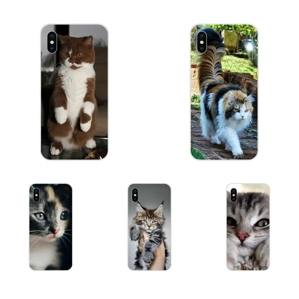 Силиконовый чехол мы любим милой кошкой Корпус для Galaxy J1 J2 J3 J330 J4 J5 J6 J7 J730 J8 2015 2016 2017