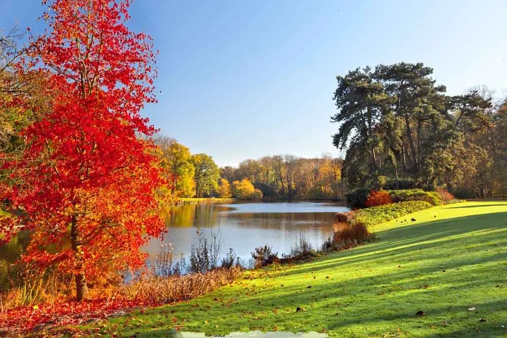 

SHUOZHIKE Vinyl Custom Photography Backdrops Prop Autumn Scenery Theme Photo Studio Background MH19511-903