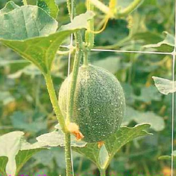 

Durable Melon Fruit Morning Glory Vine Net Practical Multi-functional Classic Flower Netting Plant Climbing Garden Supplies