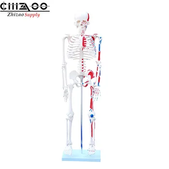 

85cm Human Anatomical Skeleton Models with Painted Muscles