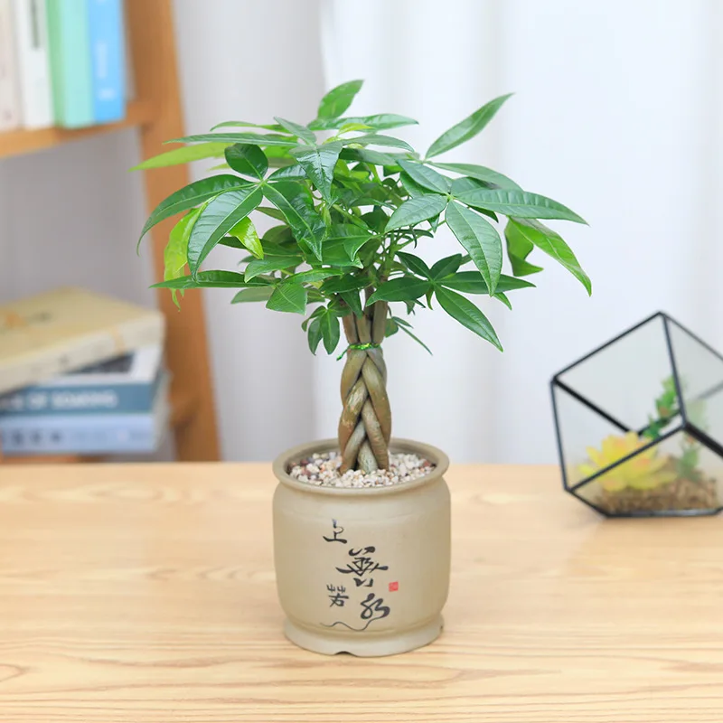 Five Braid Fa Cai Shu Lucky Plant Braid Fa Cai Shu Office Indoor Potted five-braid-fa-cai-shu-lucky-plant-braid-fa-cai-shu-office-indoor-potted