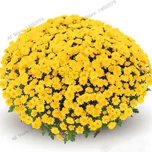 Промо-акция! 100 шт./пакет Радуга Дейзи, радуга, хризантема, бонсай цветок, растение, свадебная брошь, естественные красивые комнатные Планта светодиодные фонари для дома и сада