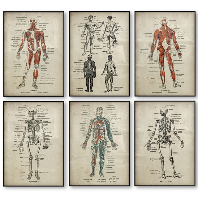 Wall Art Print  Antique Illustration of the Human Body & Skeleton
