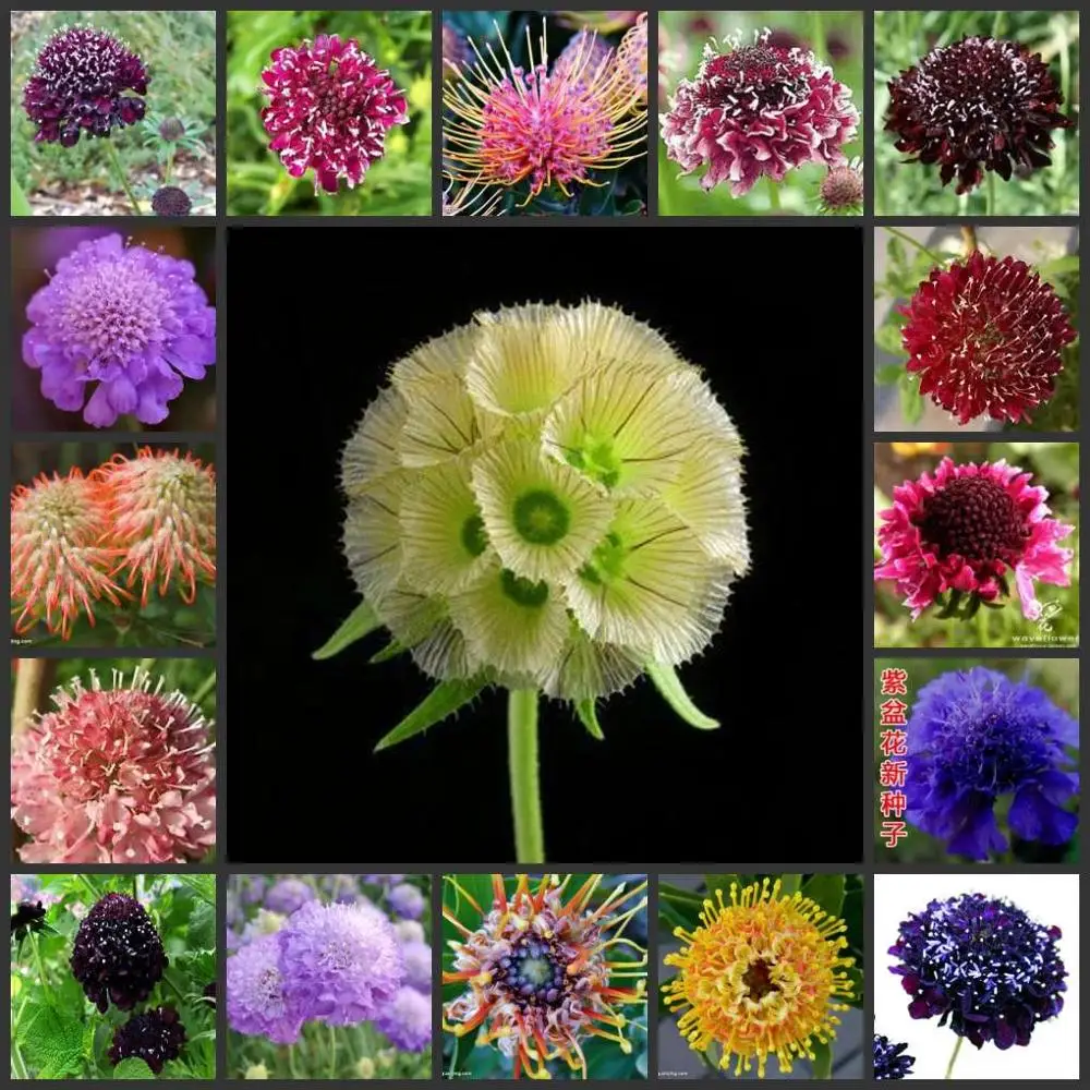 50 шт. свежий настоящий Scabiosa atropurpurea flower S - Цвет: MIX