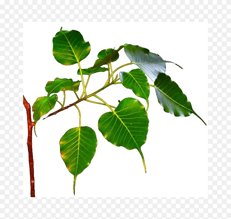 菩提树枝叶 无花果叶 菩提树叶图片材料png图片素材免费下载 图片编号 Png素材网