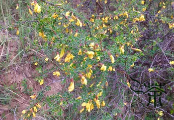 

Tapiscia Sinensis Garden Geen Yin Que Shu Ying Jiao Shu