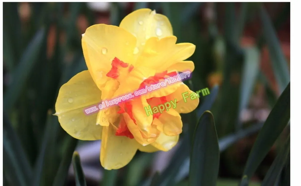 Нарциссы, Daffodil бонсай, нарциссы сад, чистый воздух, домашние Настольные горшечные растения-100 шт нарциссы tazetta flores