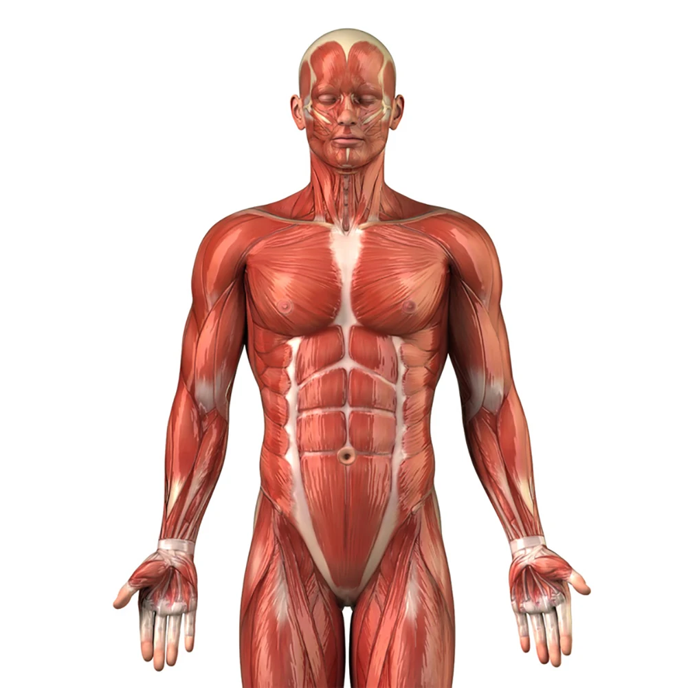 Забавная человеческая Анатомия Мышечная система медицинские Обучающие фигурки мышцы бицепс плакат наклейки на стену вечерние Whimsy полезный фон