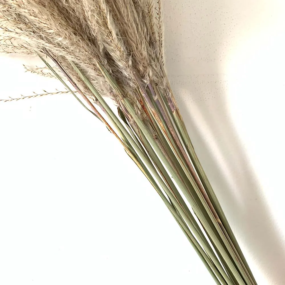 Сушеные пампасы Трава Декор Свадебные цветы Натуральные сушеные Букеты